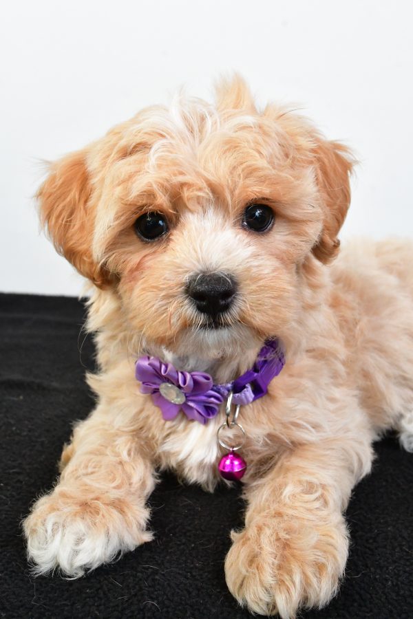 Miss Pea The Maltipoo - Image 5