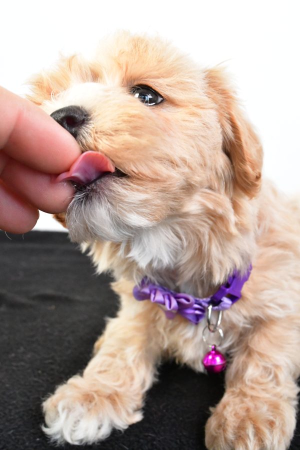 Miss Pea The Maltipoo - Image 9