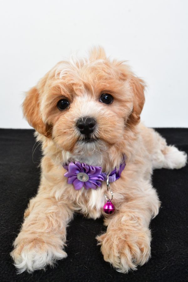 Miss Pea The Maltipoo - Image 4