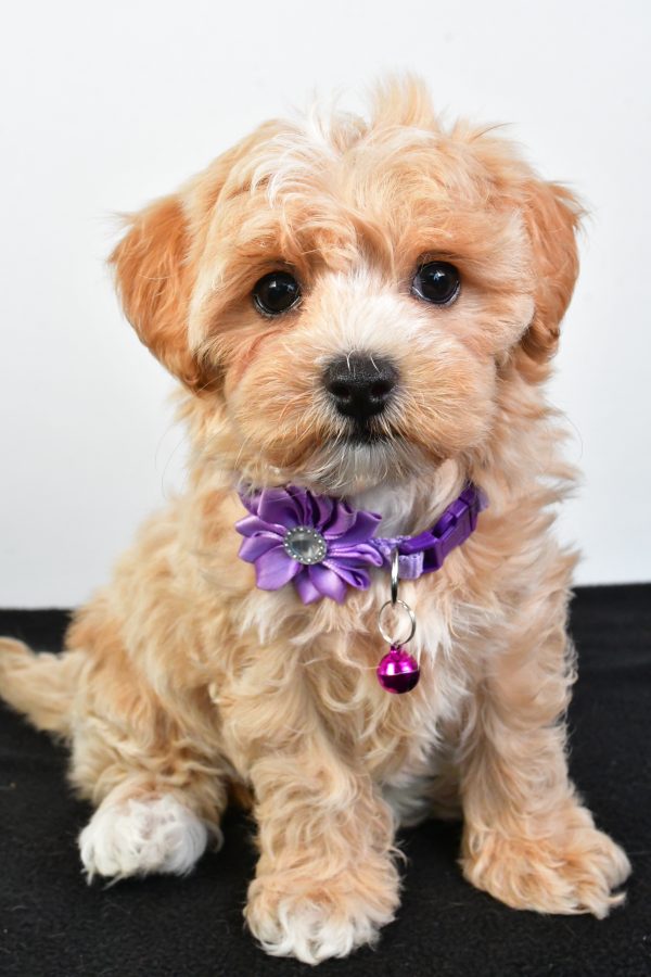 Miss Pea The Maltipoo - Image 3