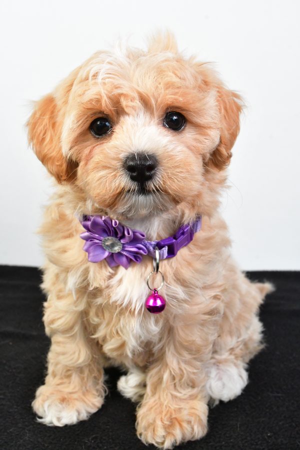 Miss Pea The Maltipoo - Image 2