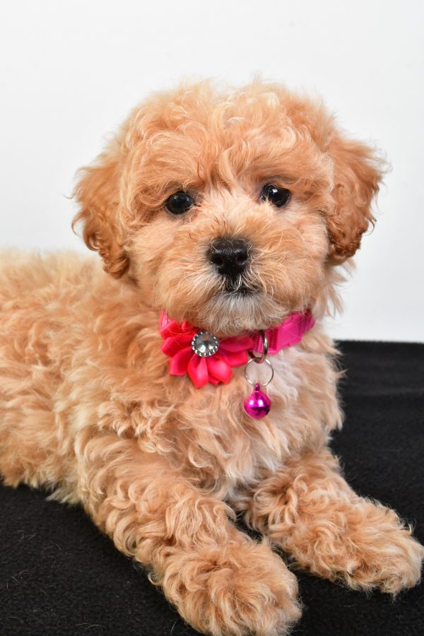 Miss Pansy The Maltipoo - Image 5