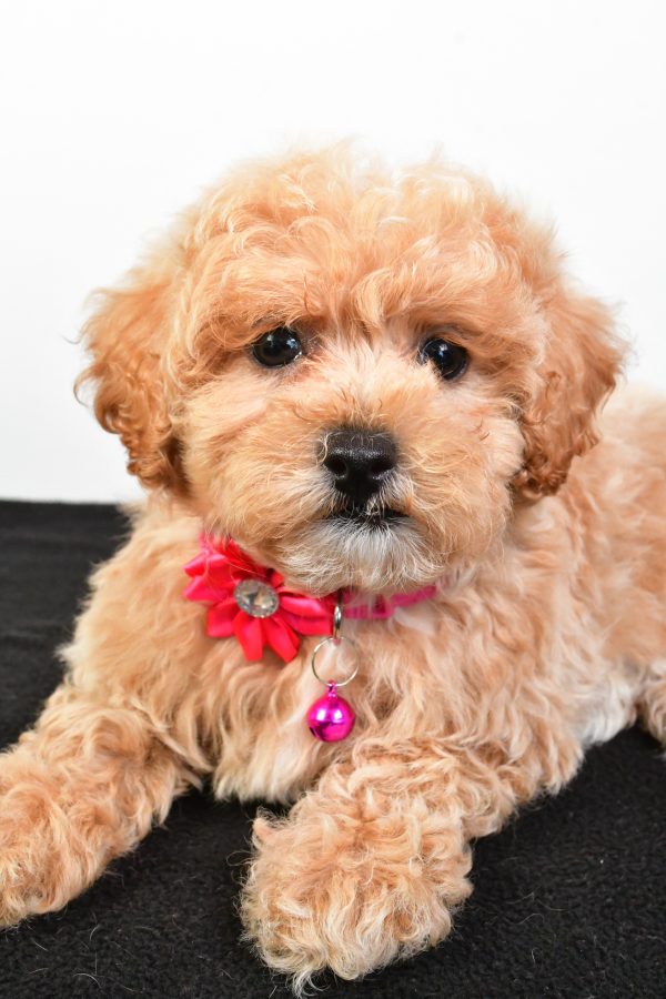 Miss Pansy The Maltipoo - Image 4
