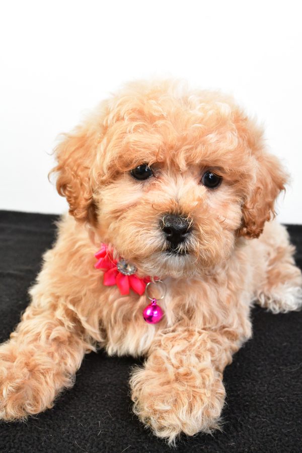 Miss Pansy The Maltipoo - Image 8