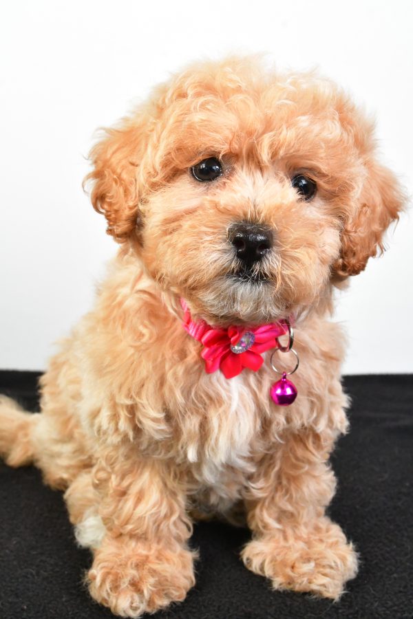 Miss Pansy The Maltipoo - Image 3