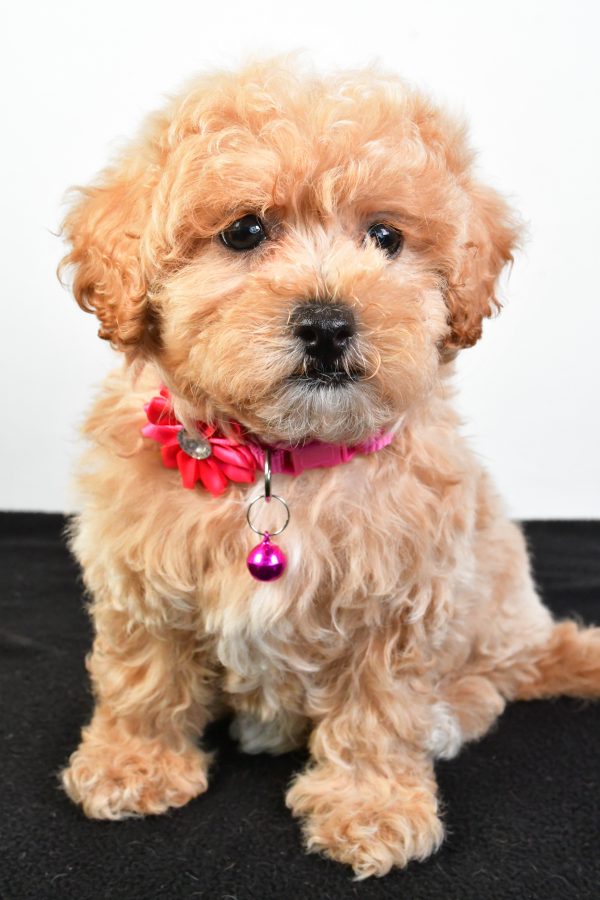 Miss Pansy The Maltipoo - Image 2