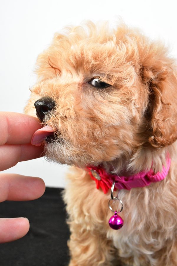 Miss Pansy The Maltipoo - Image 9