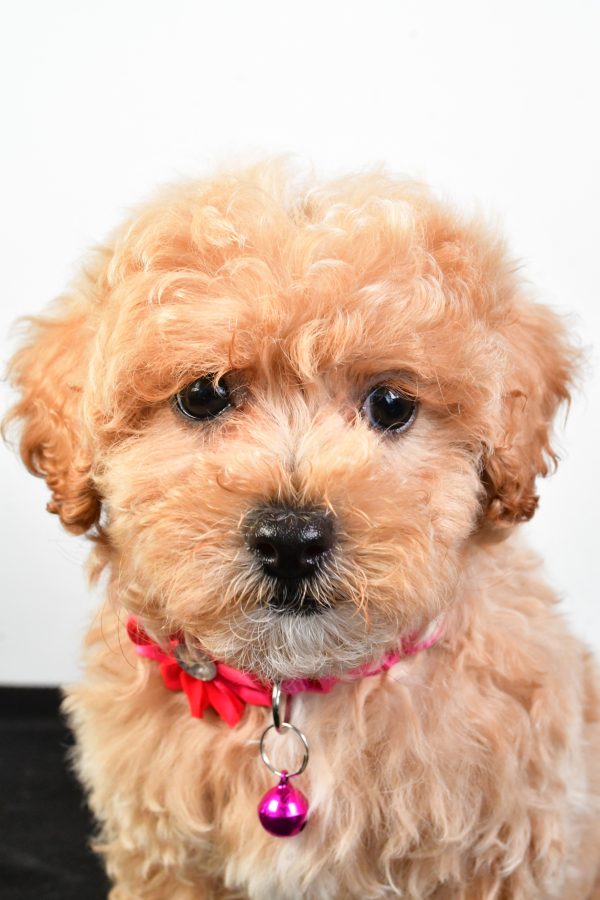 Miss Pansy The Maltipoo