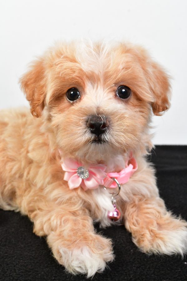 Miss Peaches The Maltipoo - Image 5