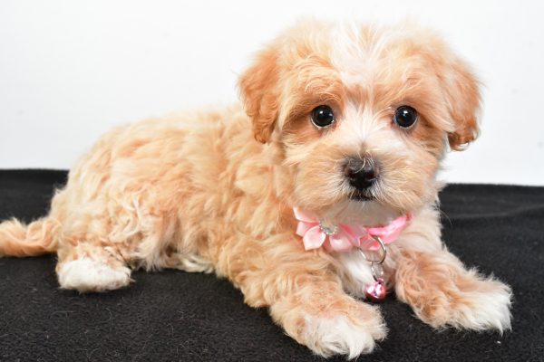 Miss Peaches The Maltipoo - Image 7