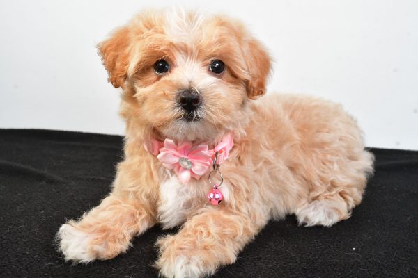 Miss Peaches The Maltipoo - Image 6