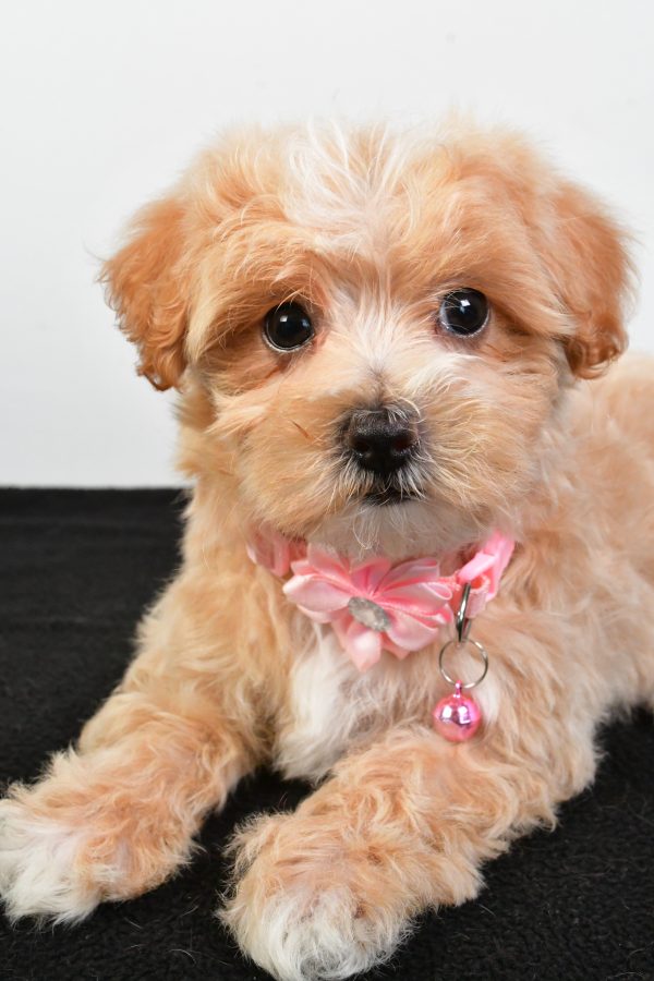 Miss Peaches The Maltipoo - Image 4