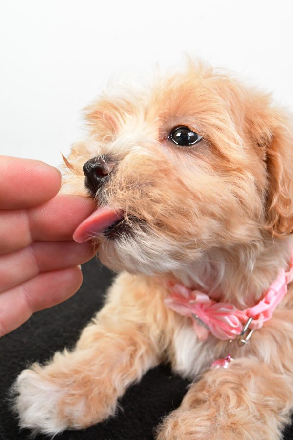 Miss Peaches The Maltipoo - Image 9