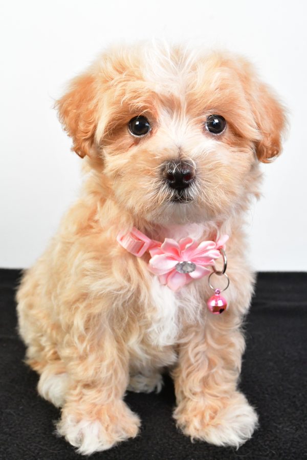 Miss Peaches The Maltipoo - Image 3