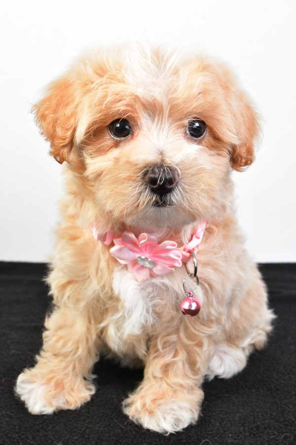 Miss Peaches The Maltipoo - Image 2