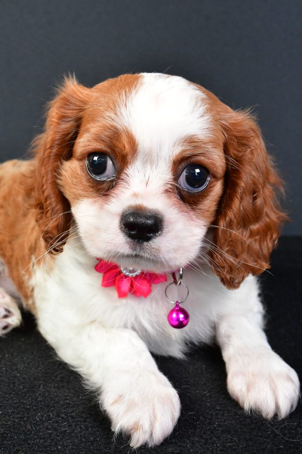 Miss Lilly The Cavalier King Charles - Image 5