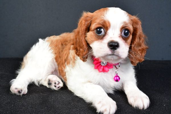 Miss Lilly The Cavalier King Charles - Image 7
