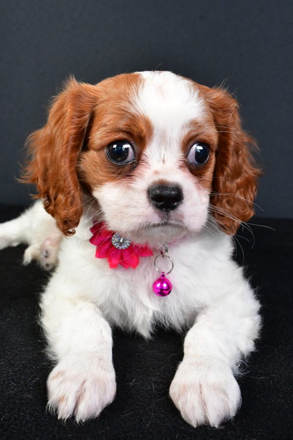 Miss Lilly The Cavalier King Charles - Image 6