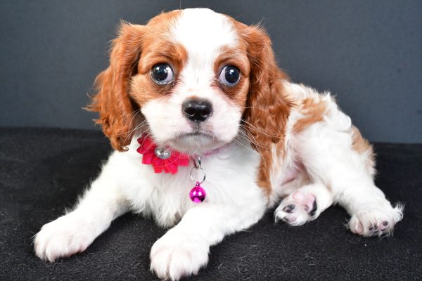Miss Lilly The Cavalier King Charles - Image 8