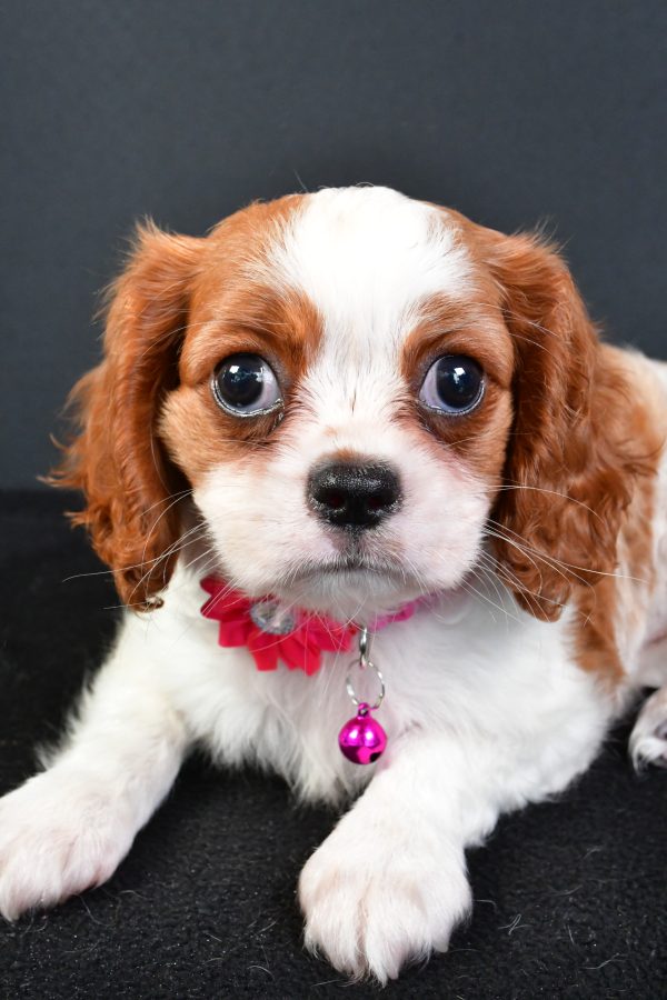 Miss Lilly The Cavalier King Charles - Image 4