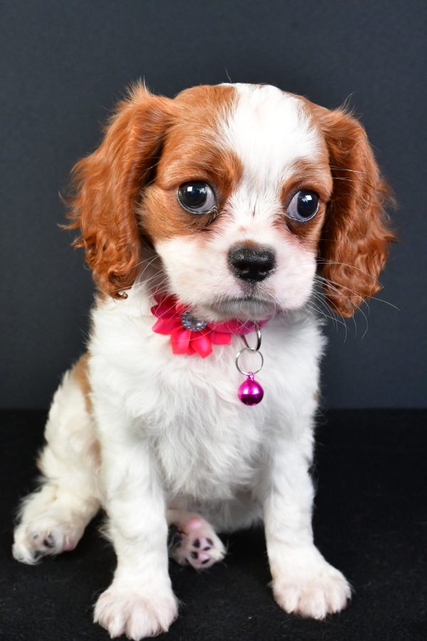 Miss Lilly The Cavalier King Charles - Image 3
