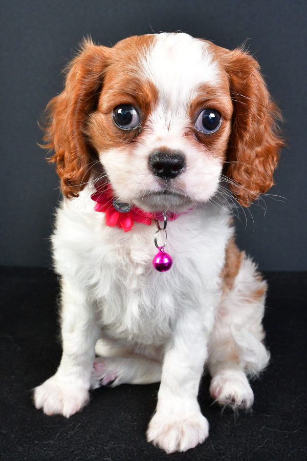 Miss Lilly The Cavalier King Charles - Image 2