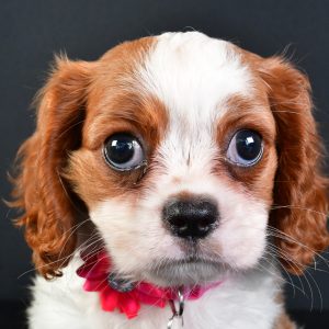 Miss Lilly The Cavalier King Charles