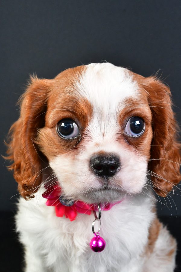 Miss Lilly The Cavalier King Charles