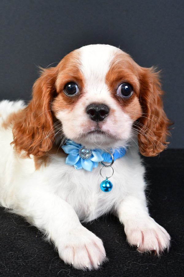 Miss Liza The Cavalier King Charles - Image 4