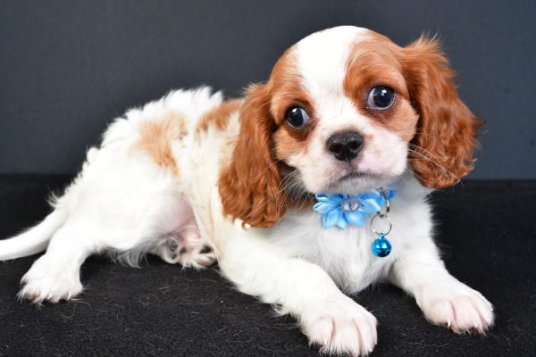 Miss Liza The Cavalier King Charles - Image 6