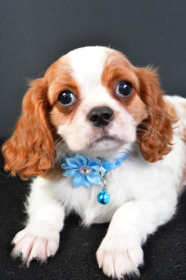 Miss Liza The Cavalier King Charles - Image 3