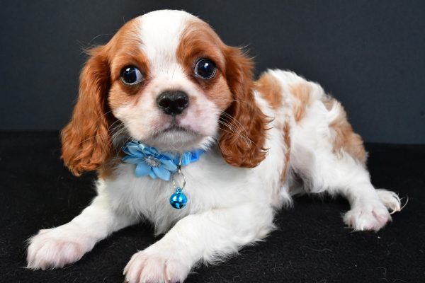 Miss Liza The Cavalier King Charles - Image 5