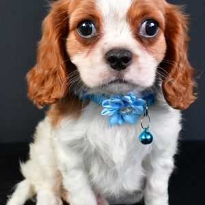 Miss Liza The Cavalier King Charles