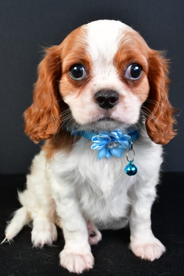 Miss Liza The Cavalier King Charles