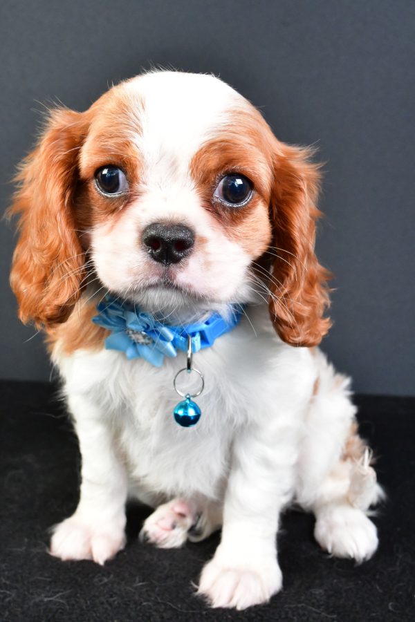 Miss Liza The Cavalier King Charles - Image 2