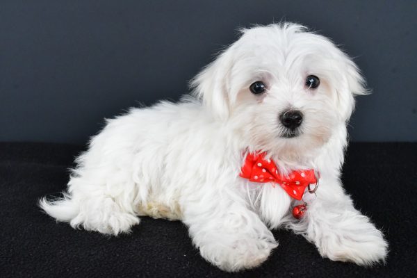Mr. Rocco The Maltese - Image 5