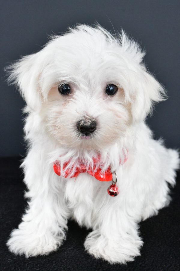 Mr. Rocco The Maltese