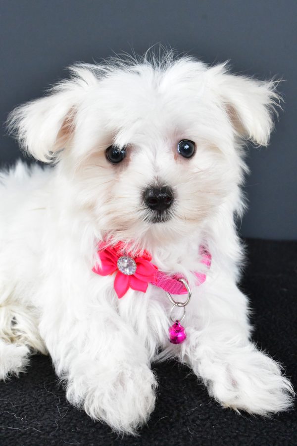 Miss Roxan The Maltese - Image 4