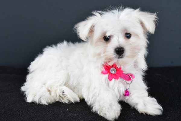 Miss Roxan The Maltese - Image 5