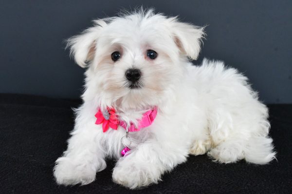 Miss Roxan The Maltese - Image 6