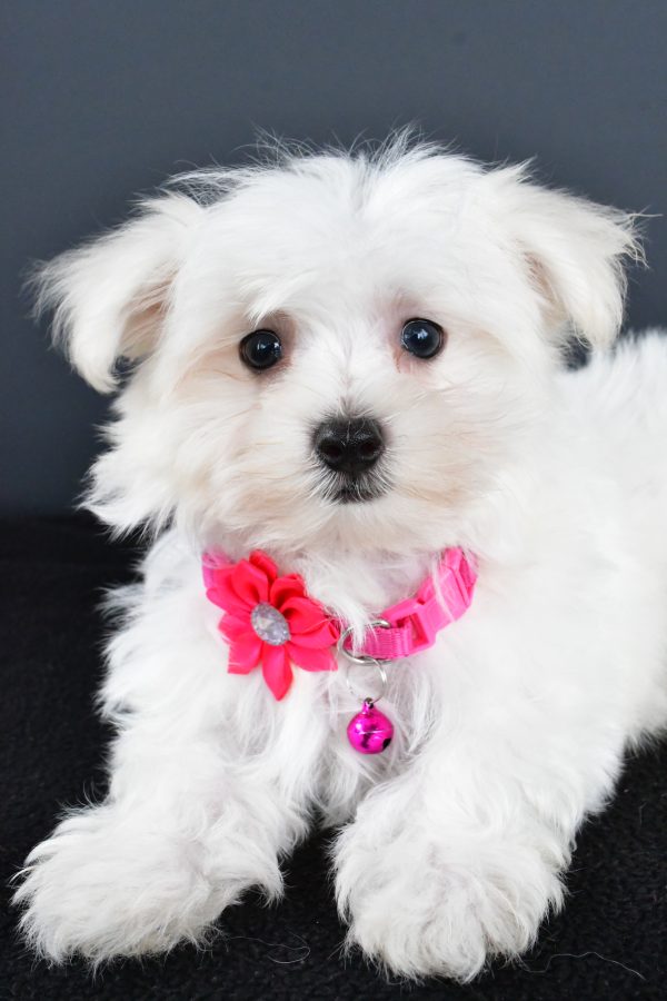 Miss Roxan The Maltese - Image 3