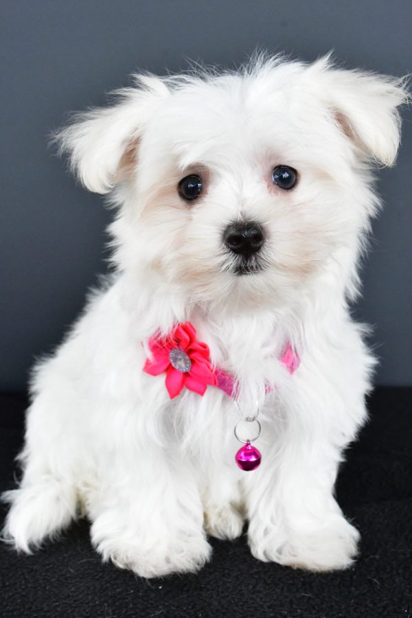Miss Roxan The Maltese