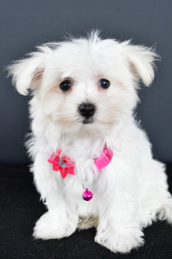 Miss Roxan The Maltese - Image 2