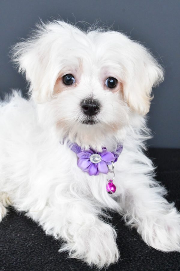 Miss Nikki The Maltese - Image 4