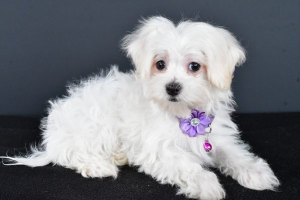 Miss Nikki The Maltese - Image 6