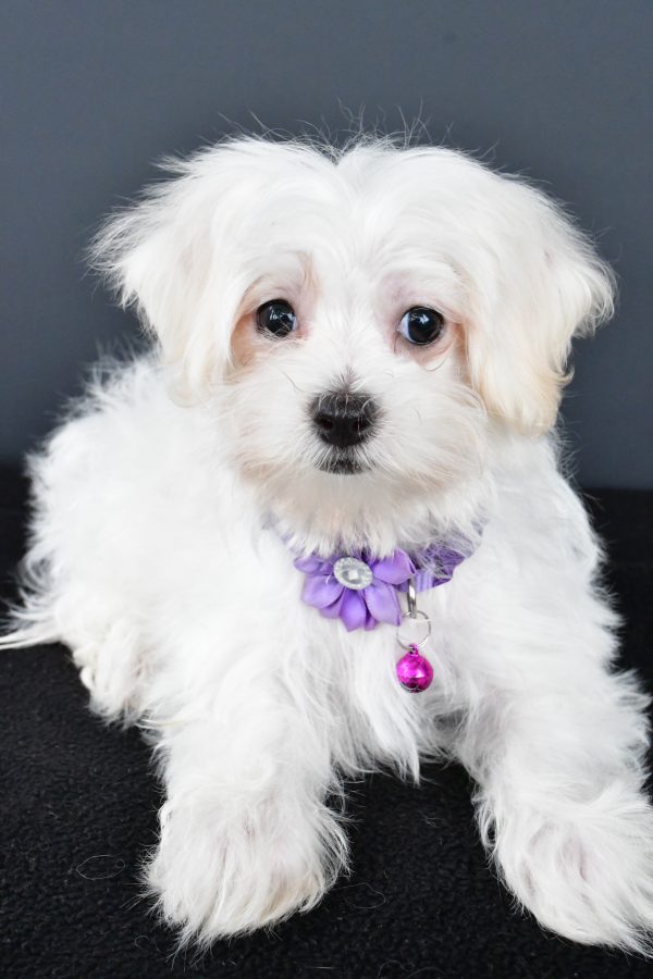Miss Nikki The Maltese - Image 5