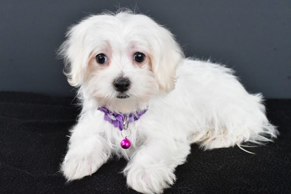 Miss Nikki The Maltese - Image 7
