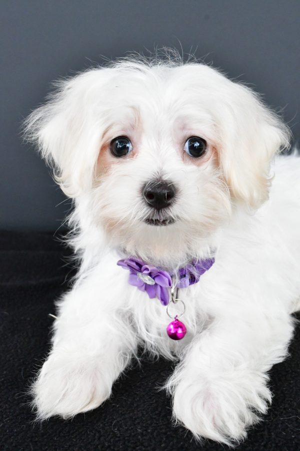 Miss Nikki The Maltese - Image 3