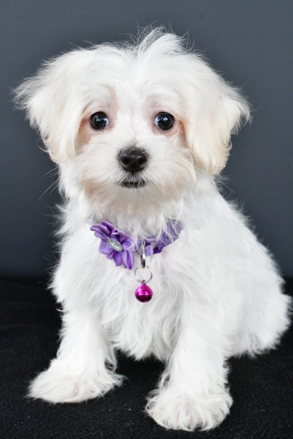 Miss Nikki The Maltese - Image 2