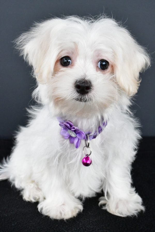 Miss Nikki The Maltese